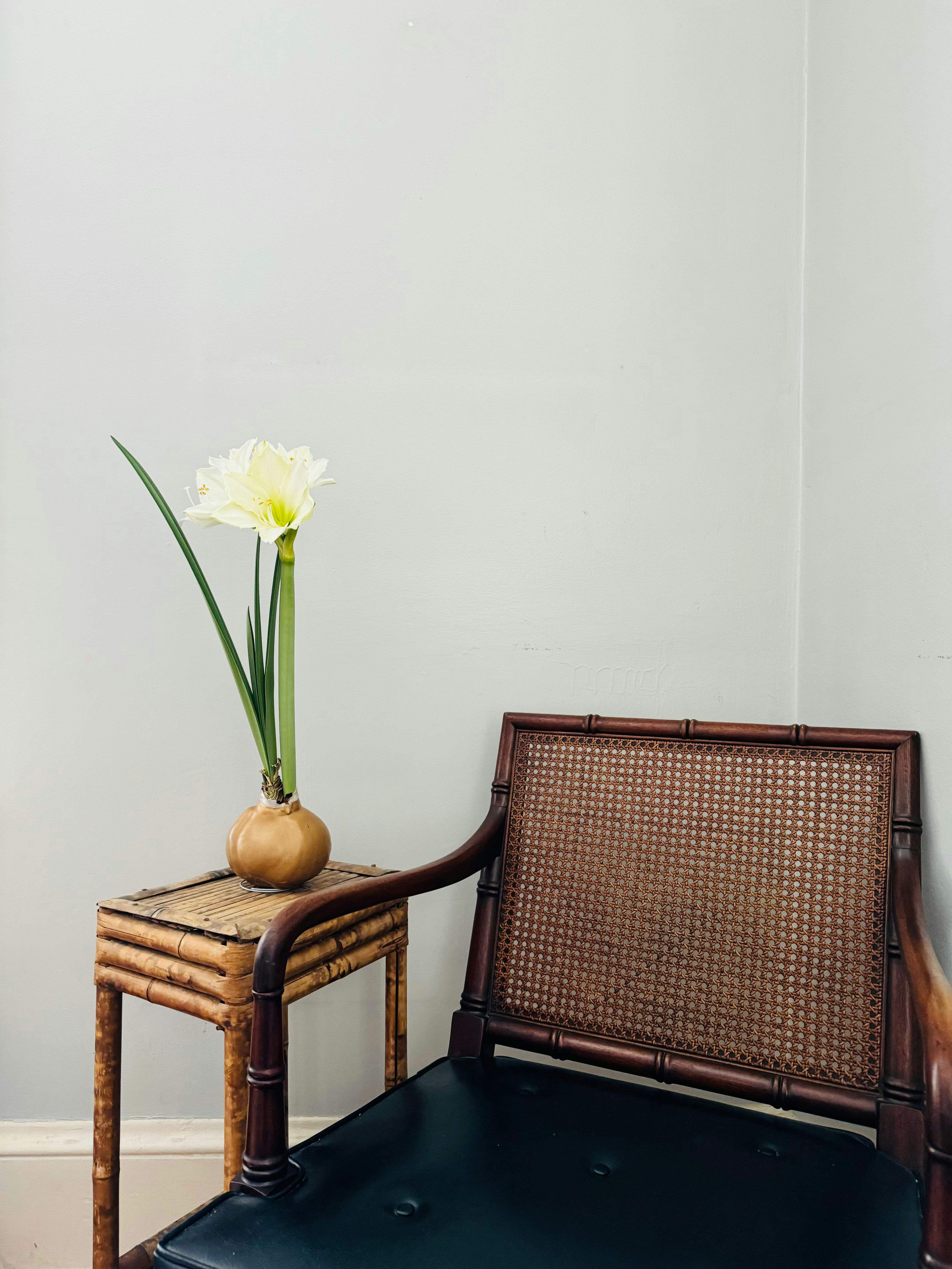 Chair and flower against white wall
